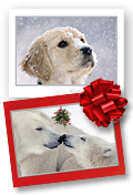Wildlife Christmas Cards